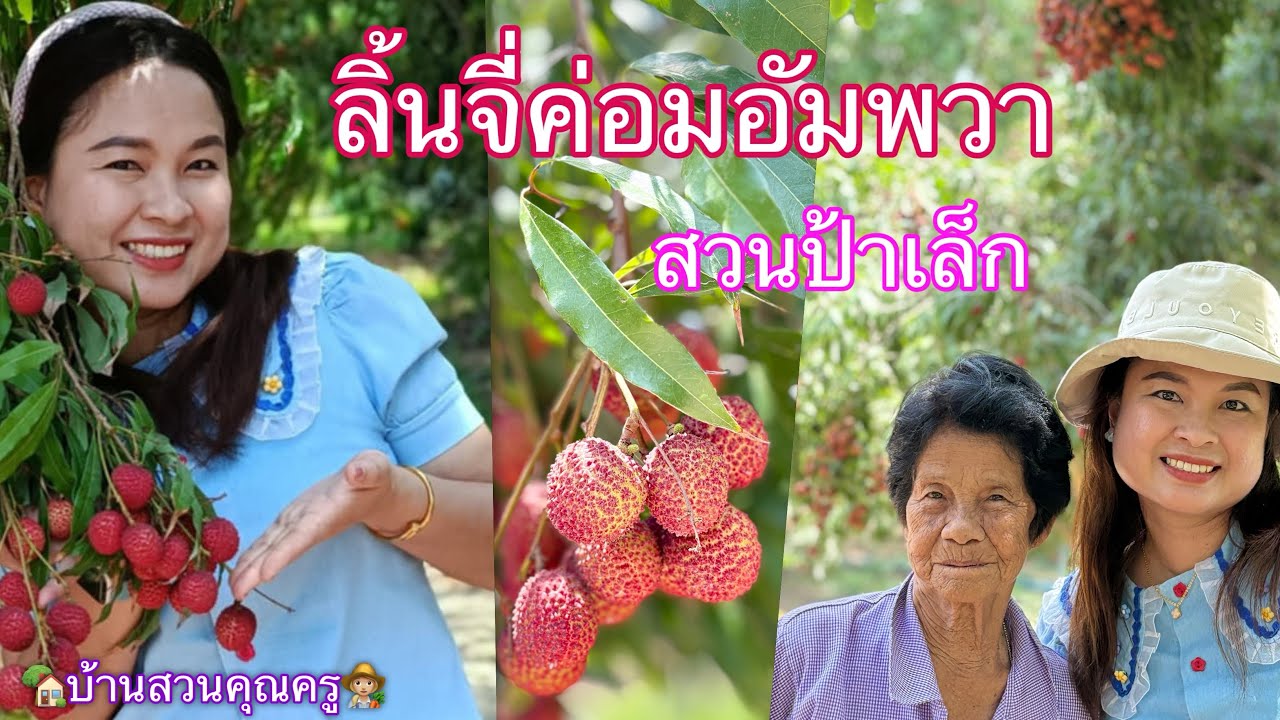 พาชมสวนลิ้นจี่ #ค่อมอัมพวา ป้าเล็ก อัมพวา สมุทรสงคราม