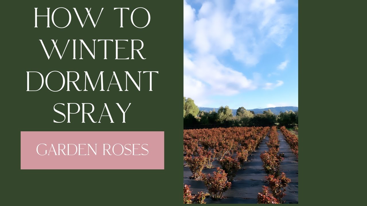 How to Winter Dormant Spray Garden Roses