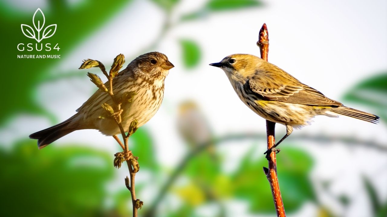Birdsong - 10 Hours of Relaxing Birdsong in the Forest - Peaceful Nature Video to Soothe the Soul