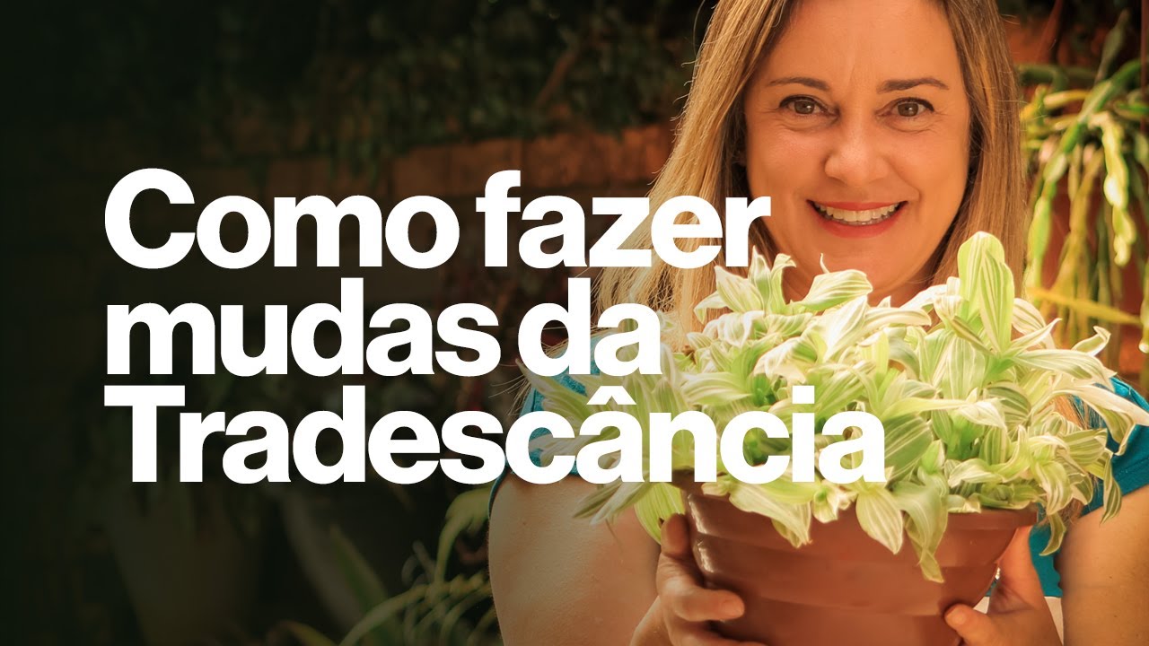 Como cultivar e fazer mudas da Tradescância