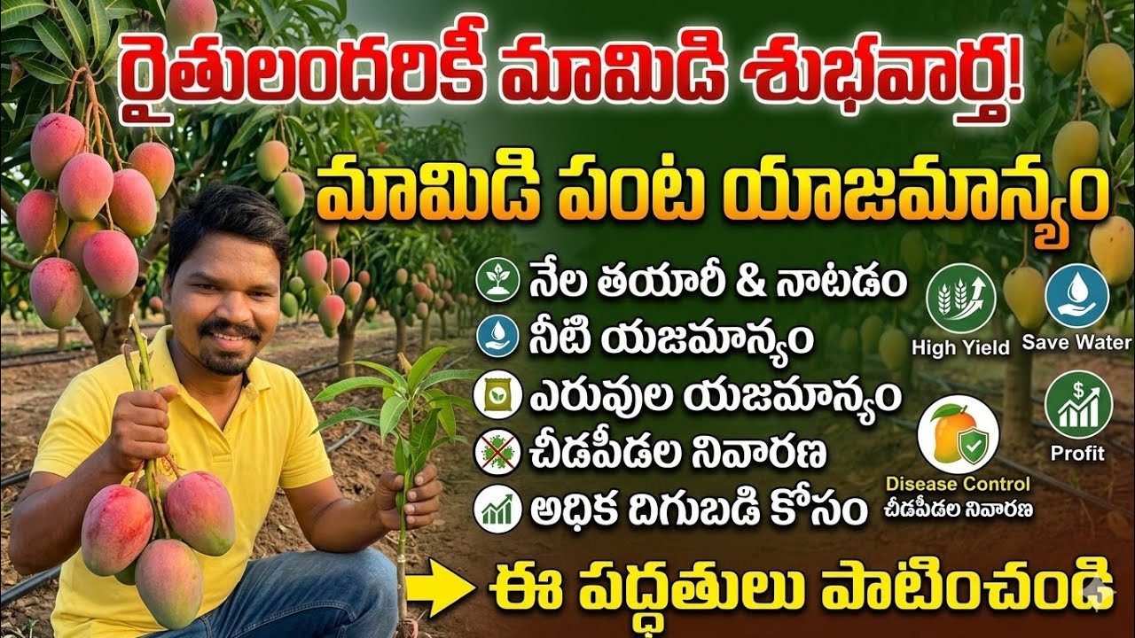 #mango #mangofarming #mangoflower #pest #mangement #cultivation #farming #agriculture #crop#farmer