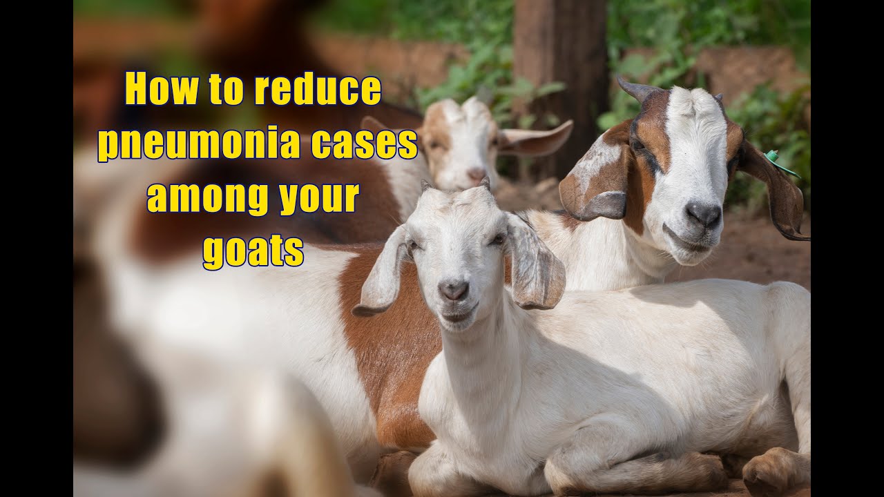 How to reduce pneumonia cases among your goats