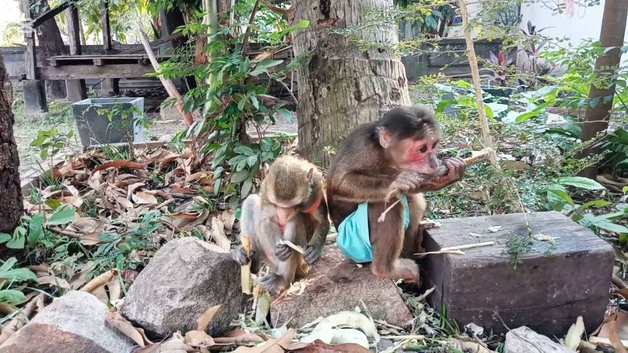 Обезьянка впервые пробует человеческую еду! #monkeyvideo #monkeychallenge #monkeylove #babymonkey
