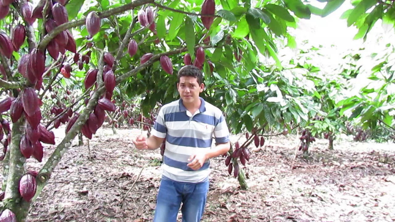 🌱CACAUEIRO DE ALTA PRODUTIVIDADE DO PRODUTOR COSME RANGEL - TFR CONSULTORI AGRÍCOLA.
