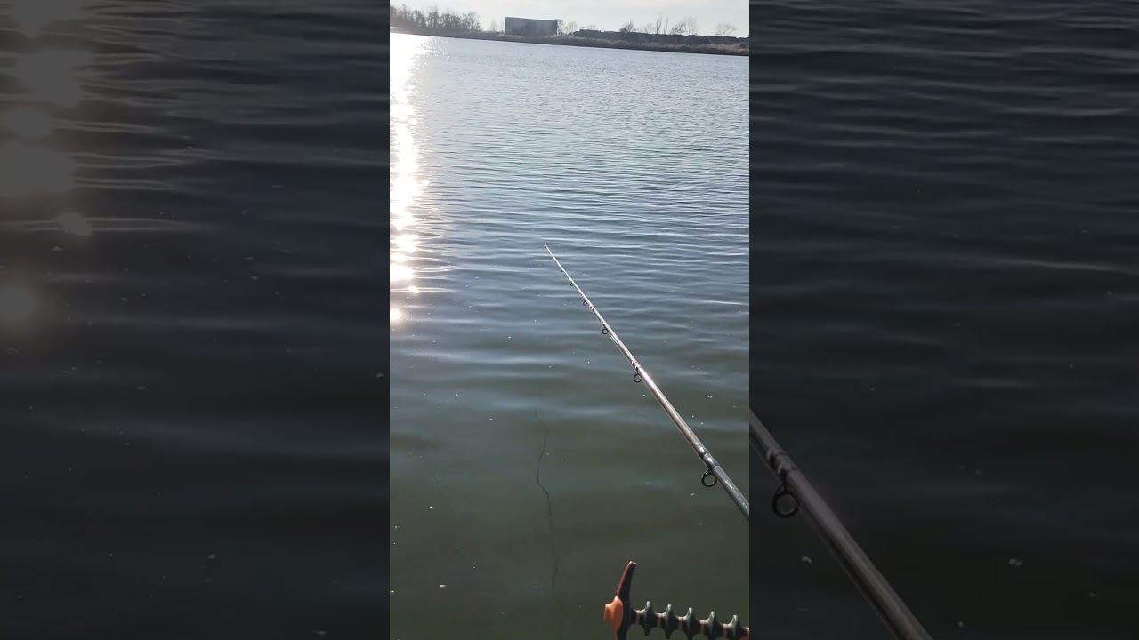 Un peste mai timid  #methodfeeder #carpfishing #feederromania #carp