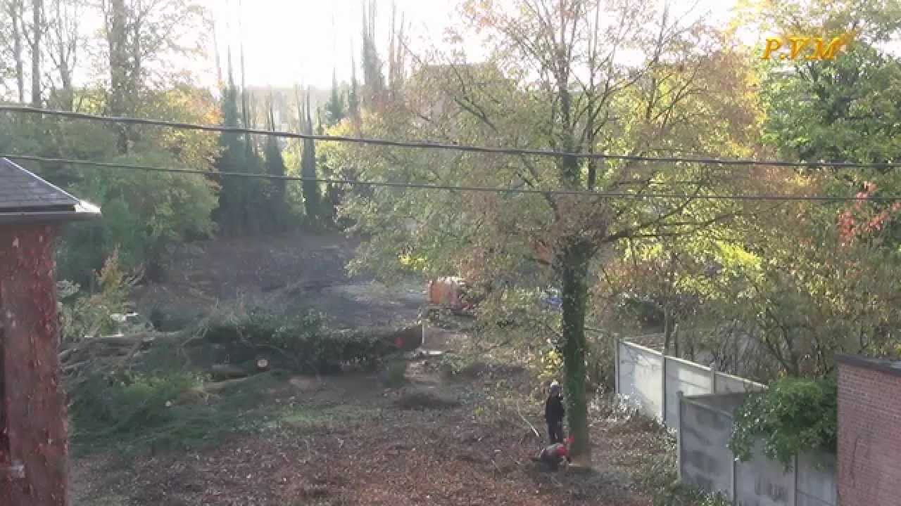 abattage des arbres au 14 rue du château