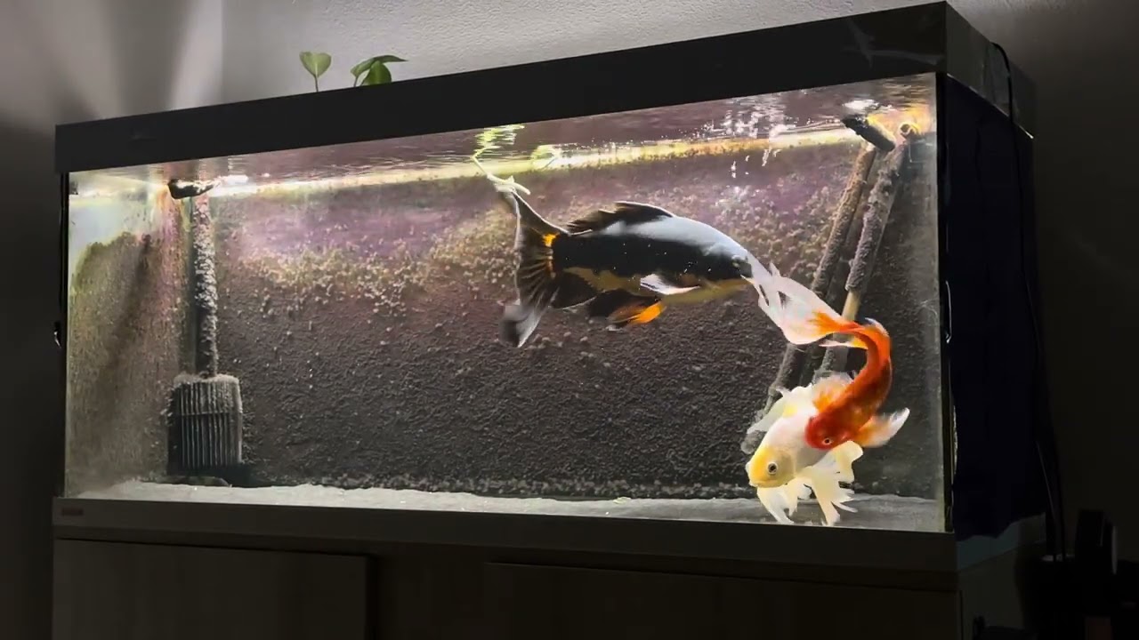 Comet Goldfish Tank