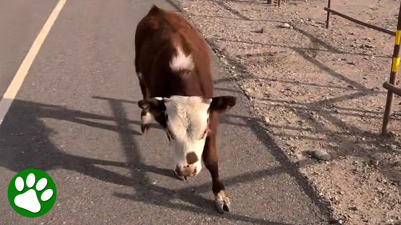 Good Samaritans unite to guide an escaped calf safely home 🥹