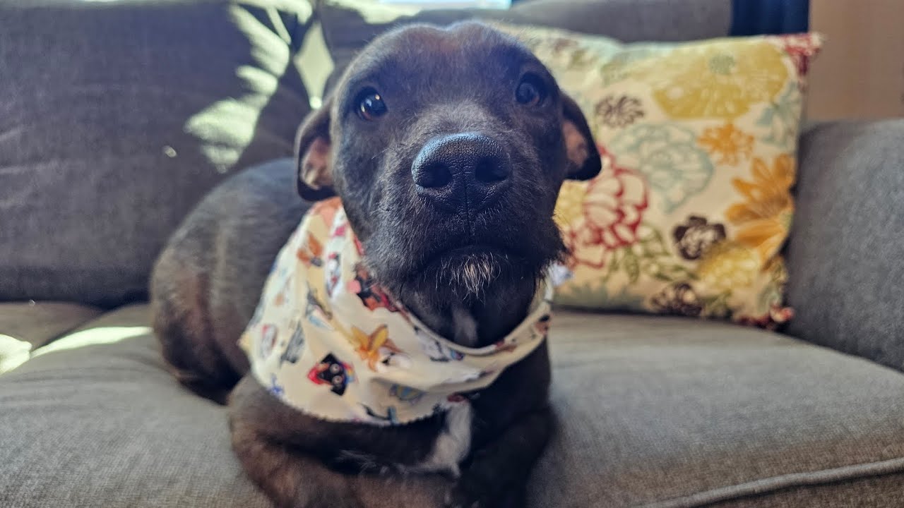 Baby Girl Gorda - Dreaming of Furever Animal Rescue 