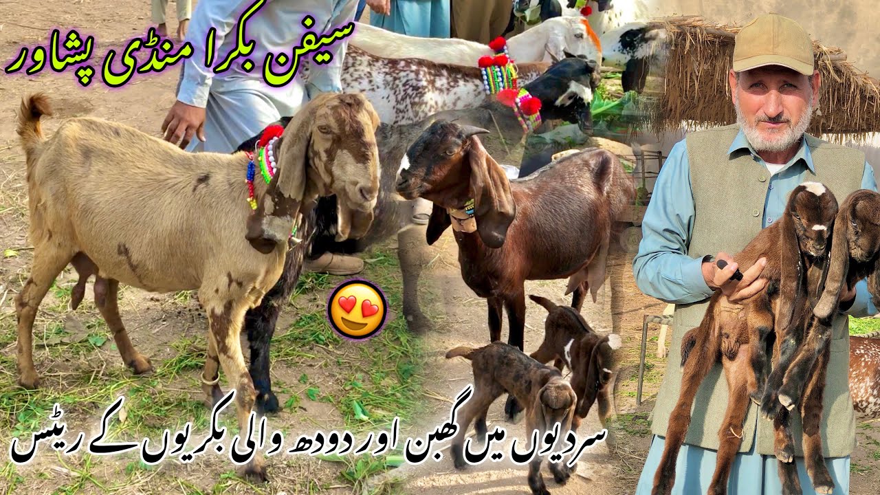 Milk Goats Mandi Peshawar 2023 | Saifan Mandi | Winter ❄️ Mein doodh Wali Bakriyon Ki Prices Janiye