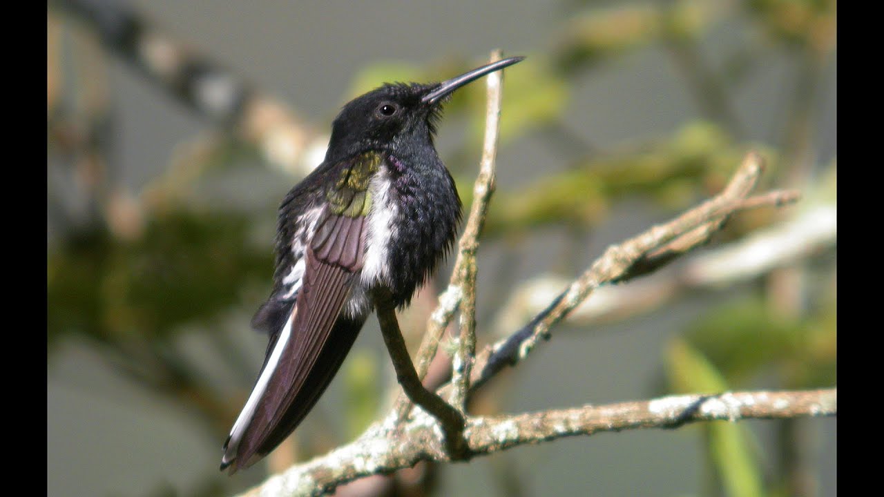 Birding Brazil Part 7: Itatiaia NP at lower altitude (Hotel do Ypê) Oct 29 - Nov 1 2004 (Slideshow)