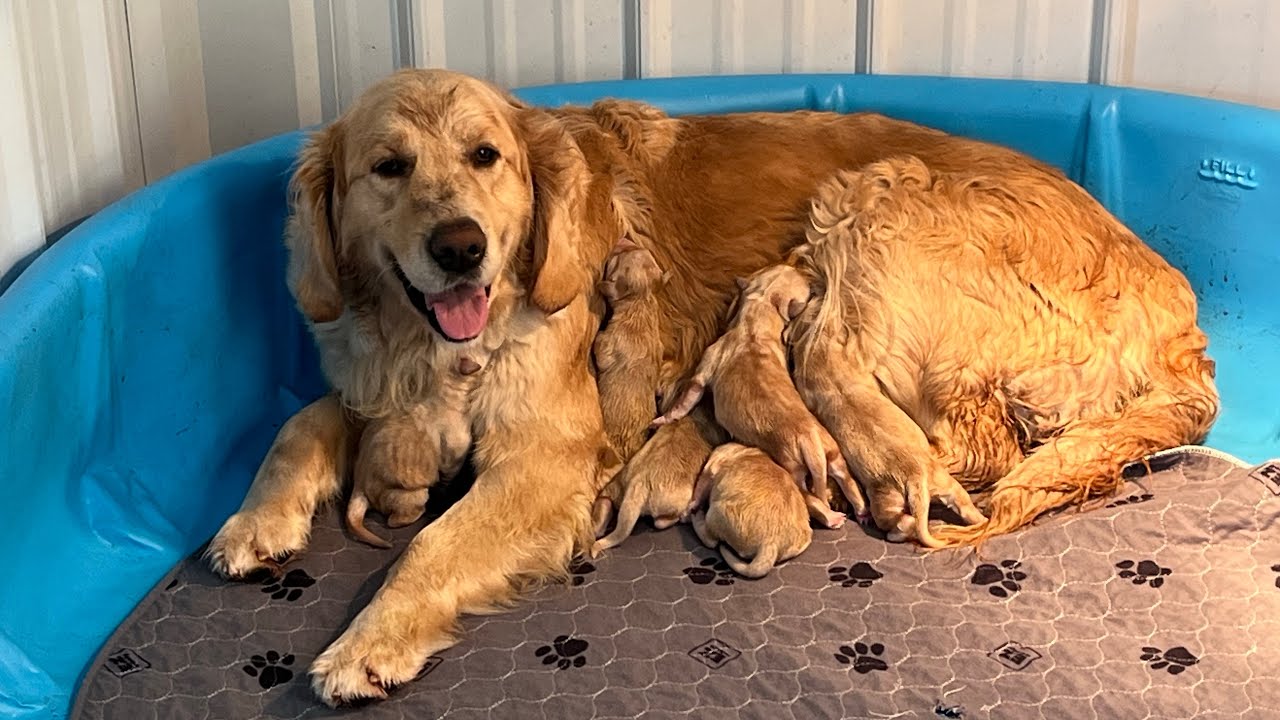 Puppy time in Michigan 
