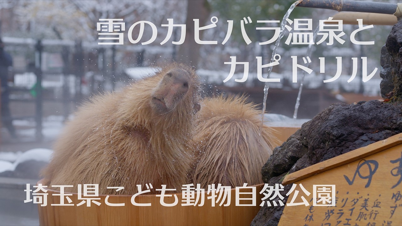 【4K】雪のカピバラ温泉とカピドリル - 埼玉県こども動物自然公園