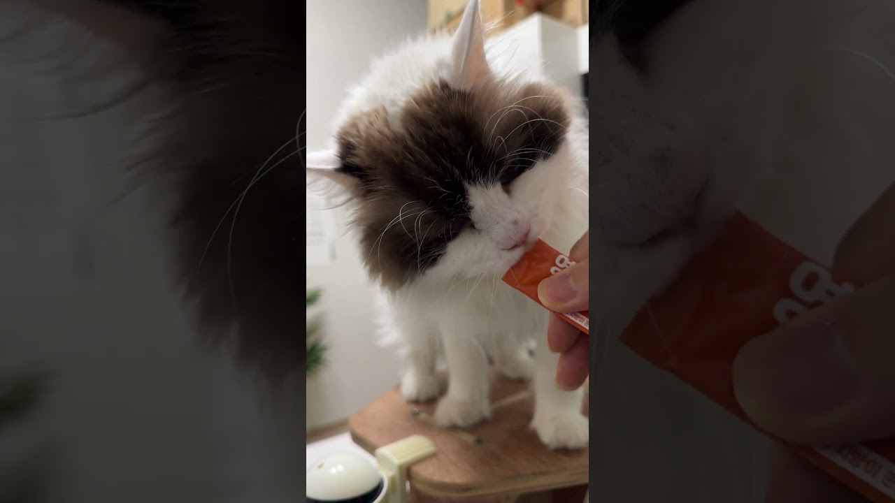 #츄릅 #cat #catvideos #고양이 #catcompilation #asmrcat #cute #funnycatsanddogsnew2023 #kitten  #catsounds