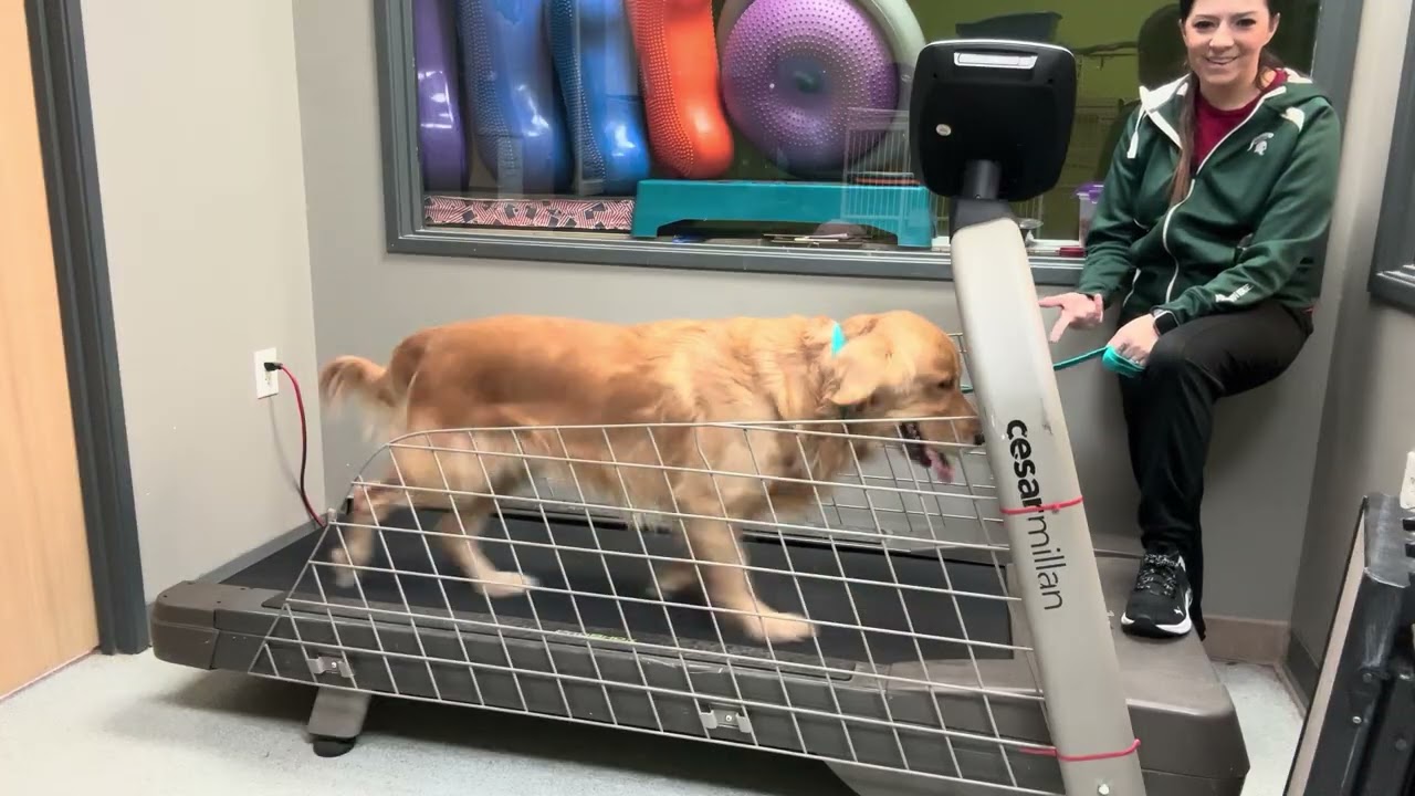 Teak treadmill 