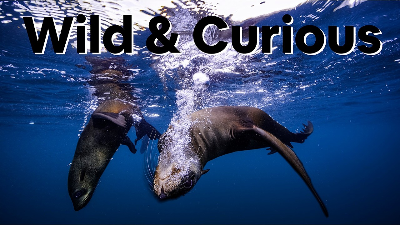 Wild and Curious
