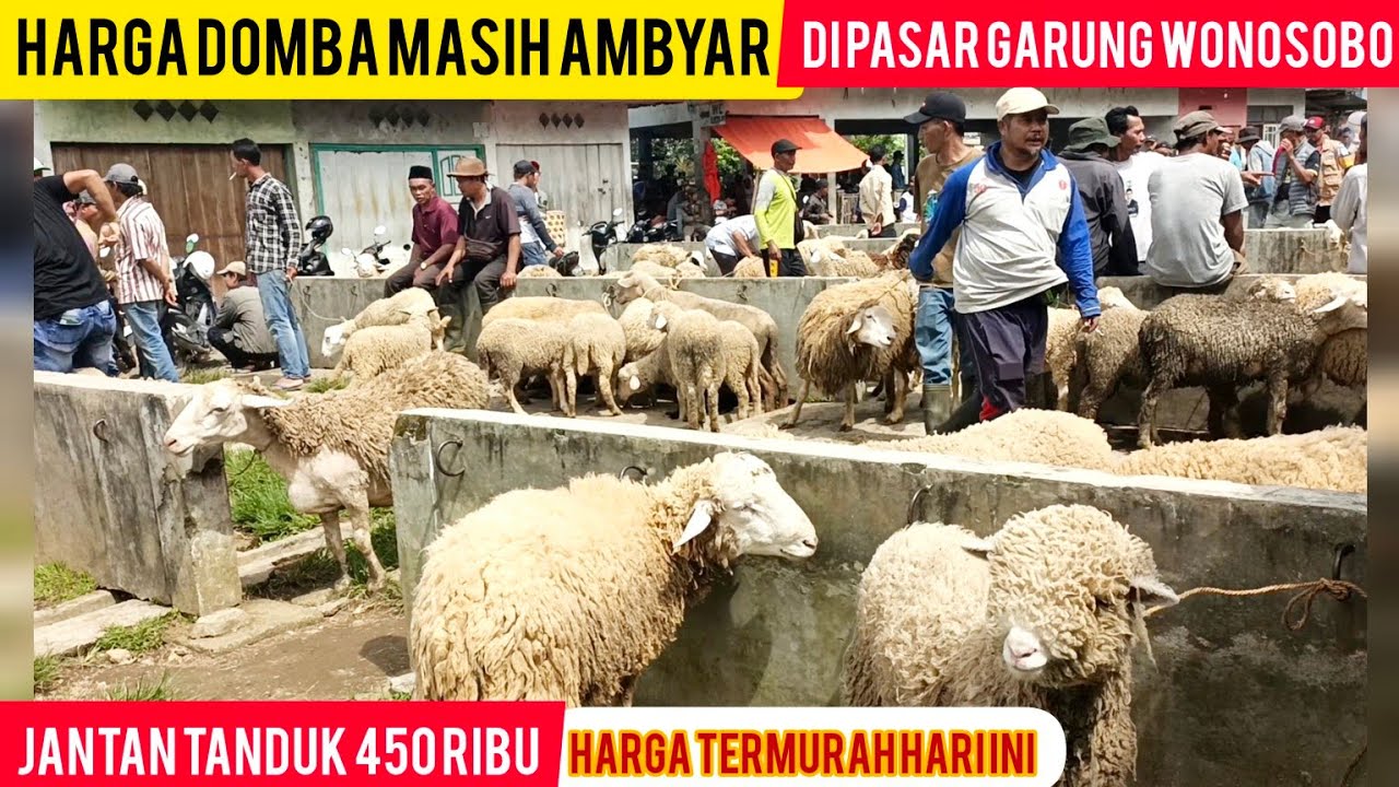 HARGA DOMBA MERINO DOMBOS MASIH AMBYAR DI PASAR GARUNG WONOSOBO//WOW JANTAN TANDUK 450 RIBU