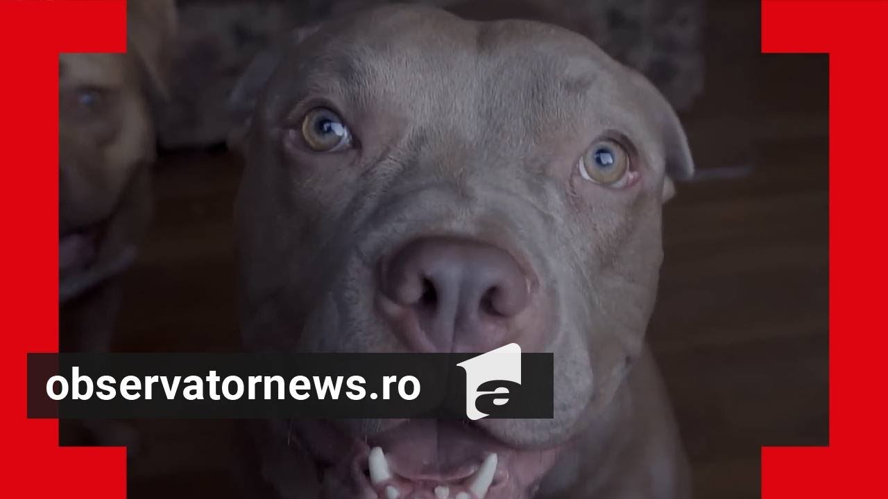 Momentul în care o femeie din Caraş e atacată de câinele ei