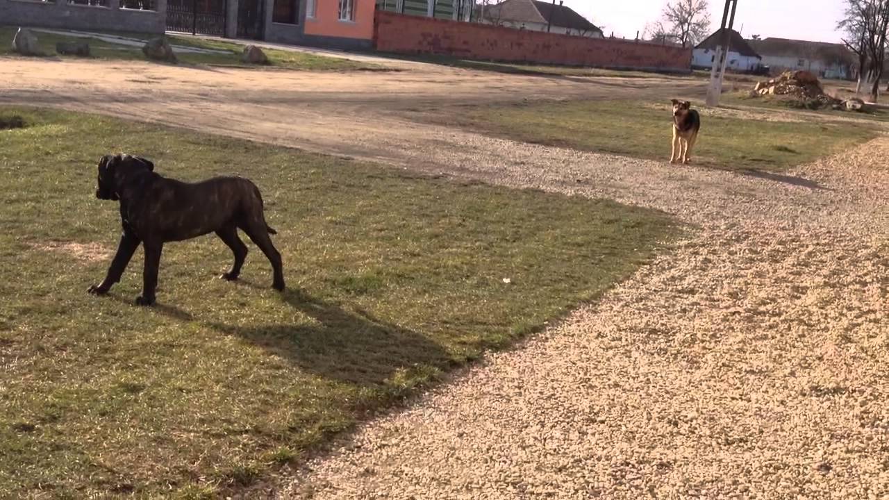 Cane Corso barking