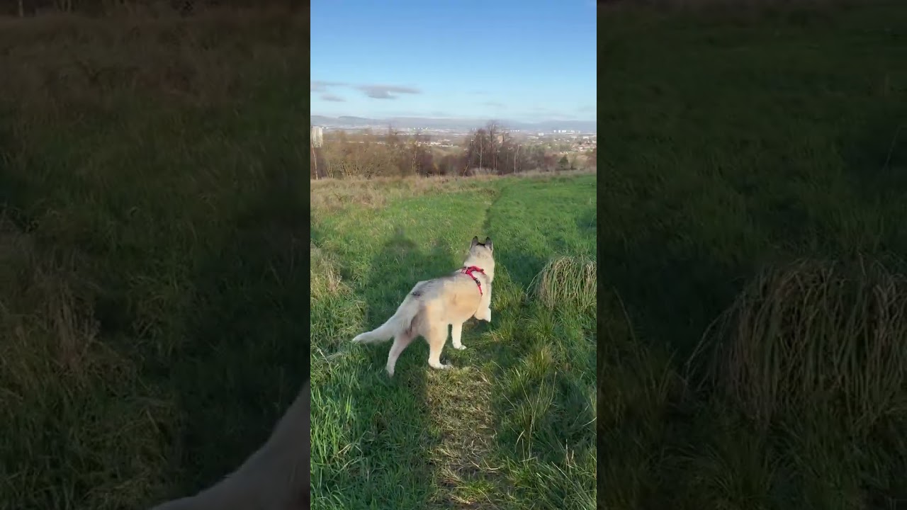 Luna The Blind Husky Sharing Space With Foxes & Deer Nov 25