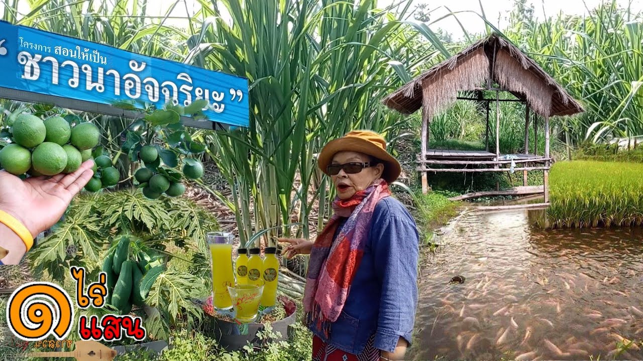 ชาวนาอัจฉริยะ!! เลี้ยงปลาเต็มนา ปลูกอ้อยคั้นน้ำ ทำสวนผสมผสาน 1ไร่ 1แสน สุดๆ (ยายนาง จ.ยโสธร)