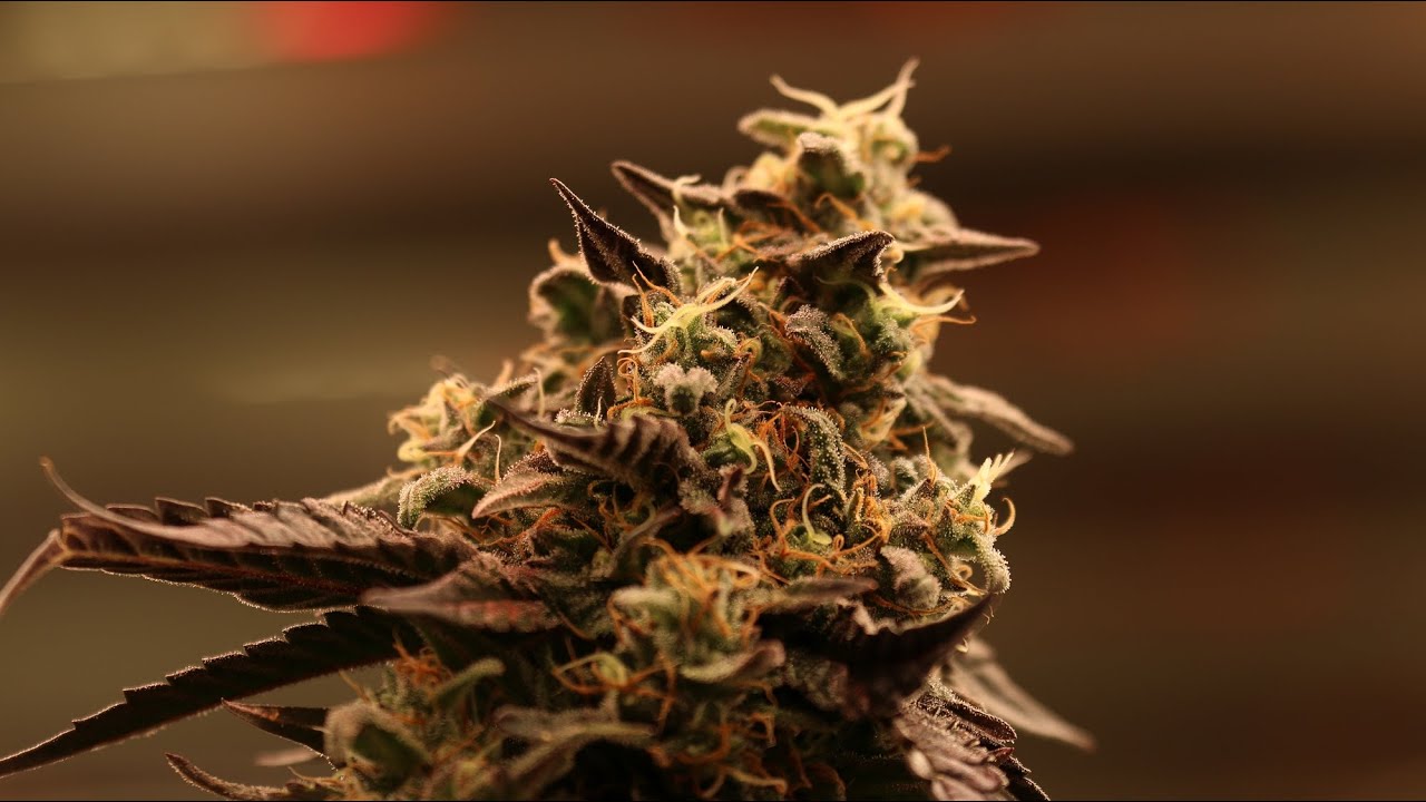 Cannabis Sativa L / Deep Water Culture