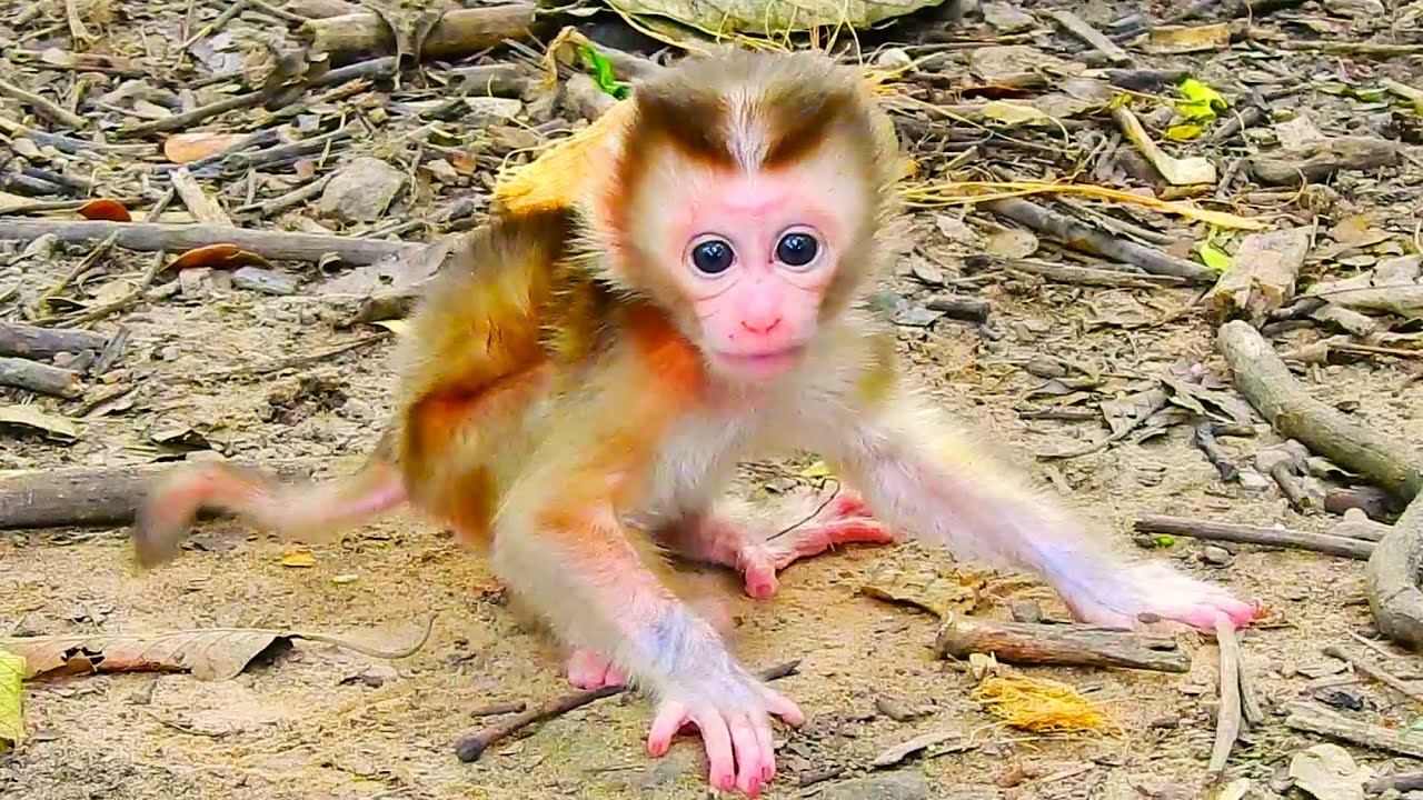 Awesome...! Clever Newborn Lexi Trains Walking Alone First Day, Newborn Monkey Trains by Himself.