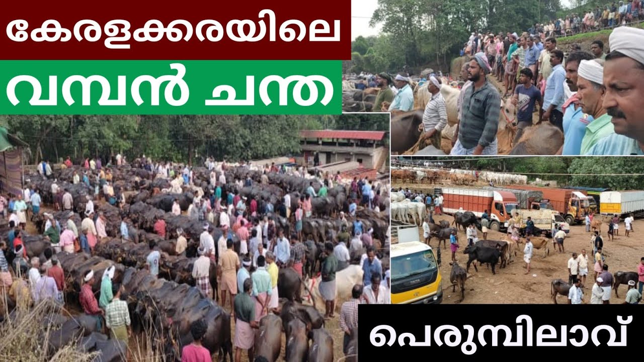 കന്നുകളുടെ കൂമ്പാരം പെരുമ്പിലാവ് ചന്ത##simple_work യൂട്യൂബ് ചാനൽ