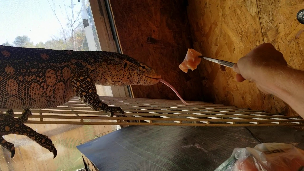 Ornate Nile monitor Eating Chicken