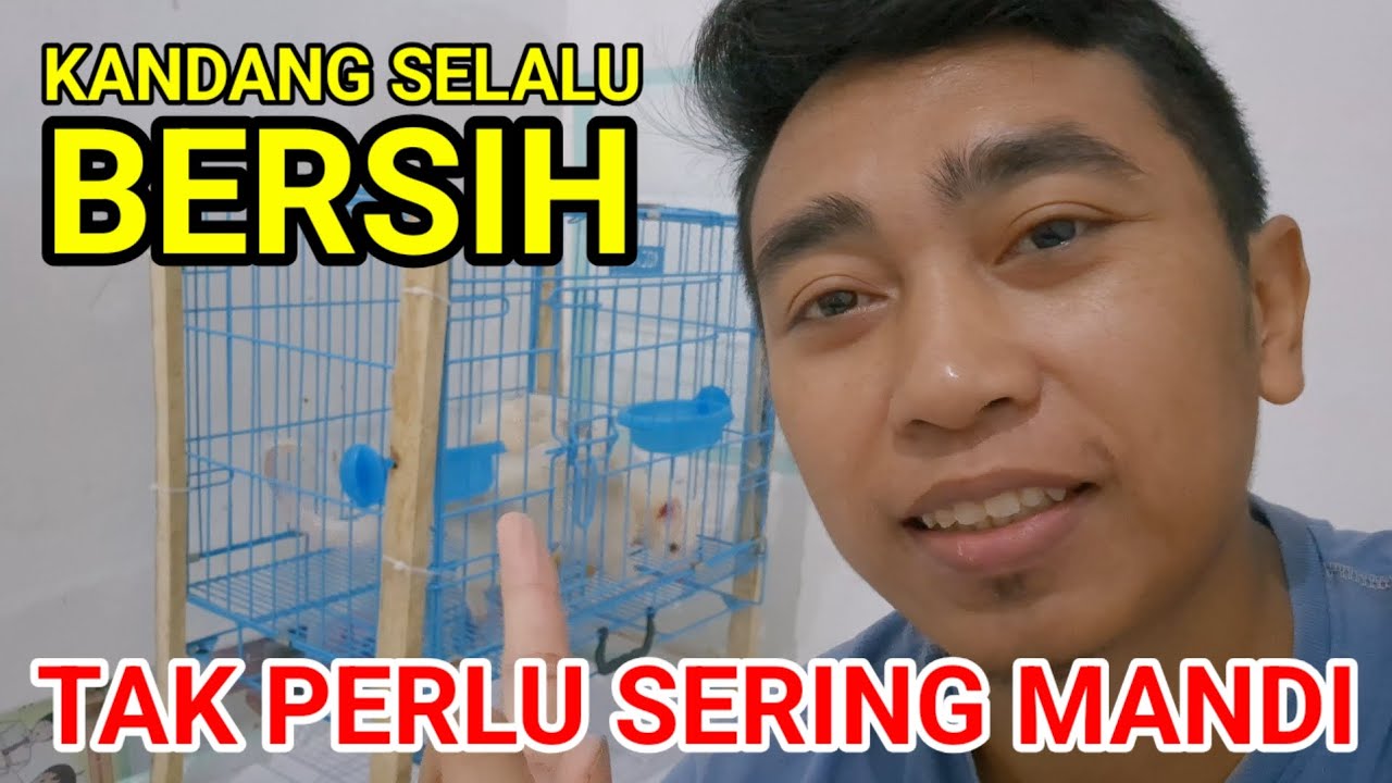 Setting Kandang untuk Bayi Musang Supaya Tidak Mudah Kotor