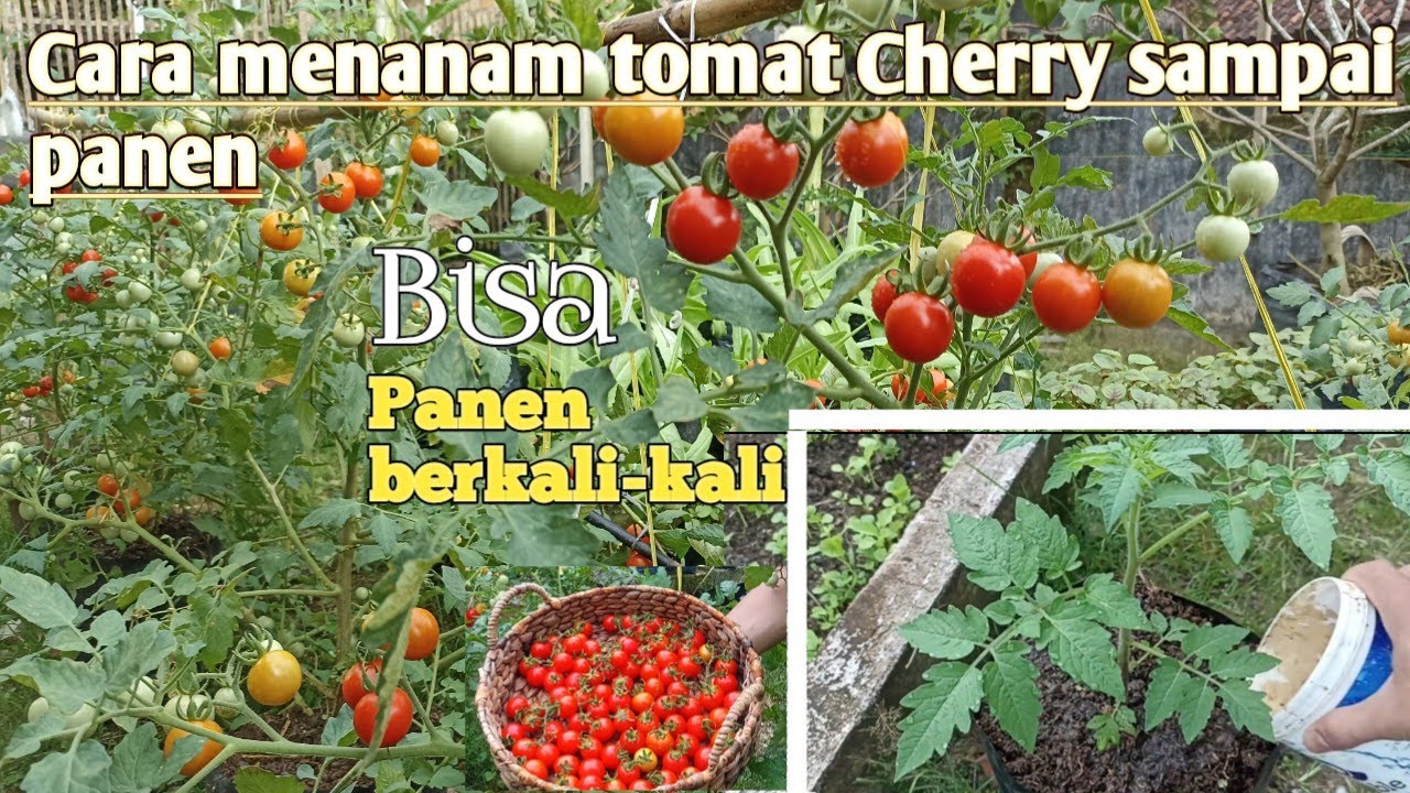 Cara menanam tomat cherry di polybag dari semai sampai panen