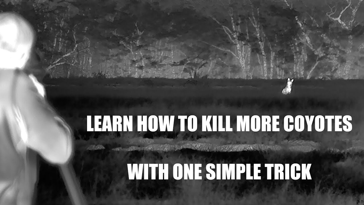 COYOTE HUNTING - 