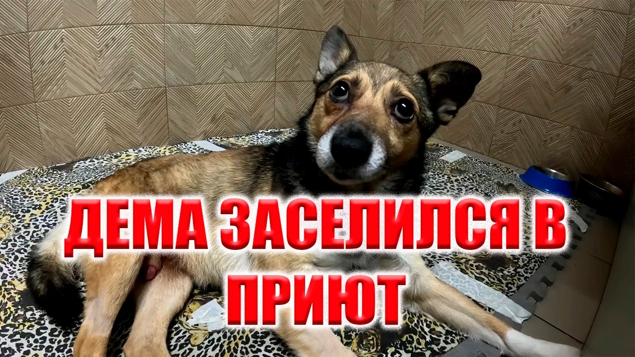 КАК ЗАБИРАЛИ ДЕМУ С МОСКВЫ! ЗАСЕЛИЛИ В ПРИЮТ В ОТДЕЛЬНЫЙ ВАГОН!