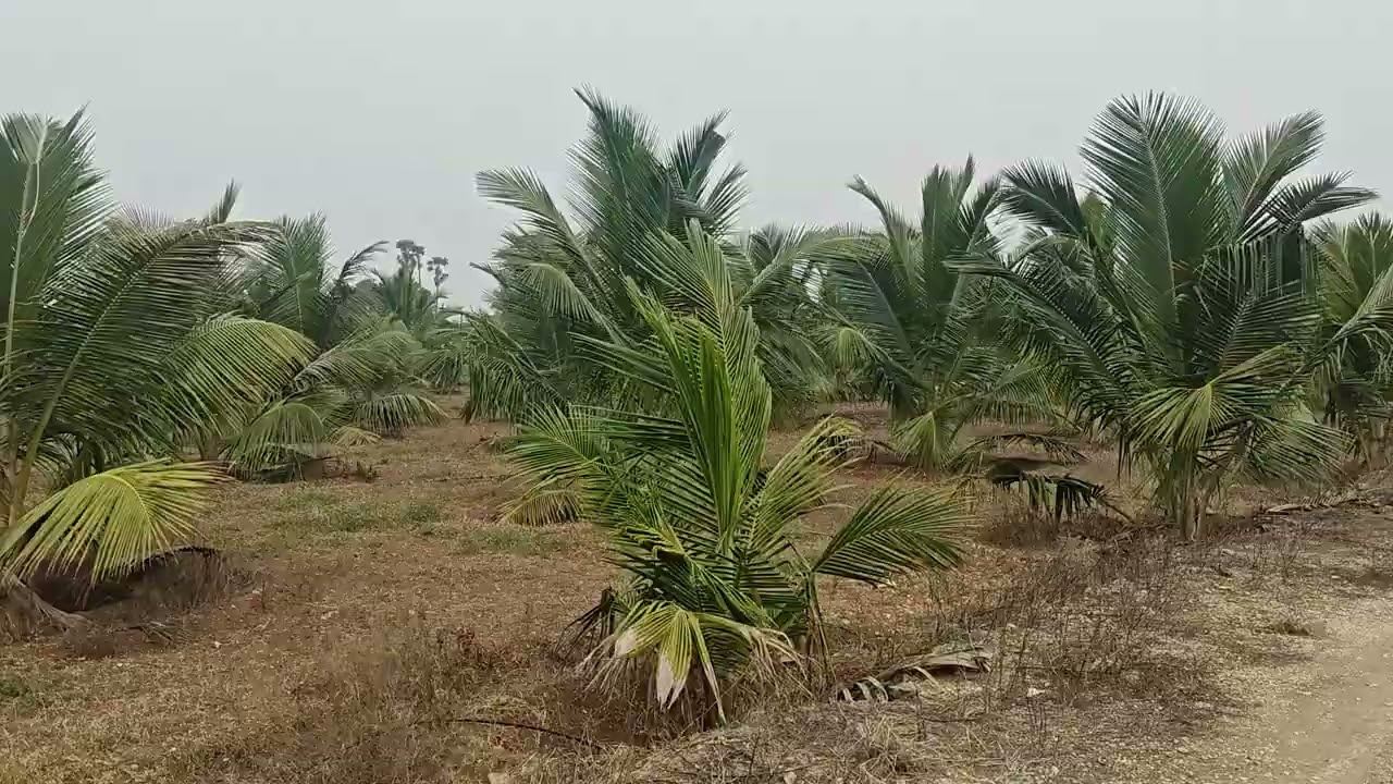 மிக குறைவானவிலையில் 8ஏக்கர் தென்னந்தோப்புவிற்பனைக்கு 1 ஏக்கர் விலை 45 லட்சம் தொடர்பு  9751277783