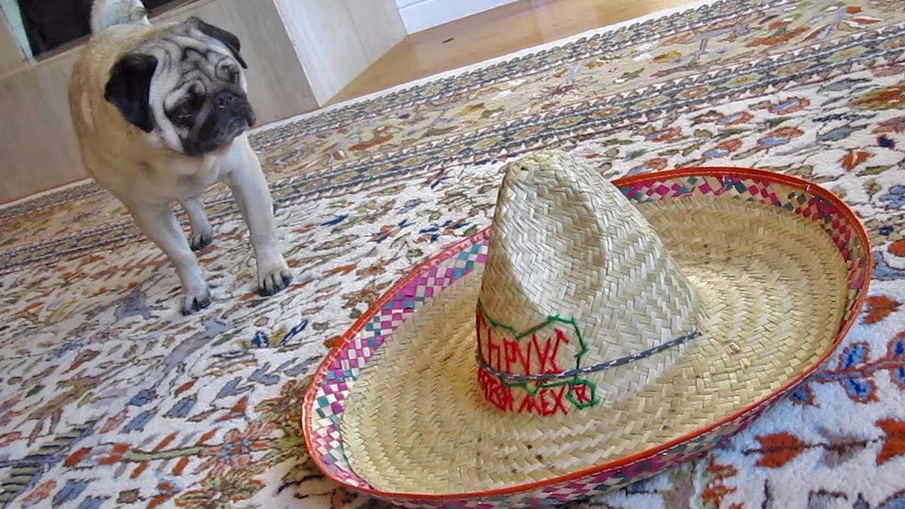 A Pug and a Sombrero