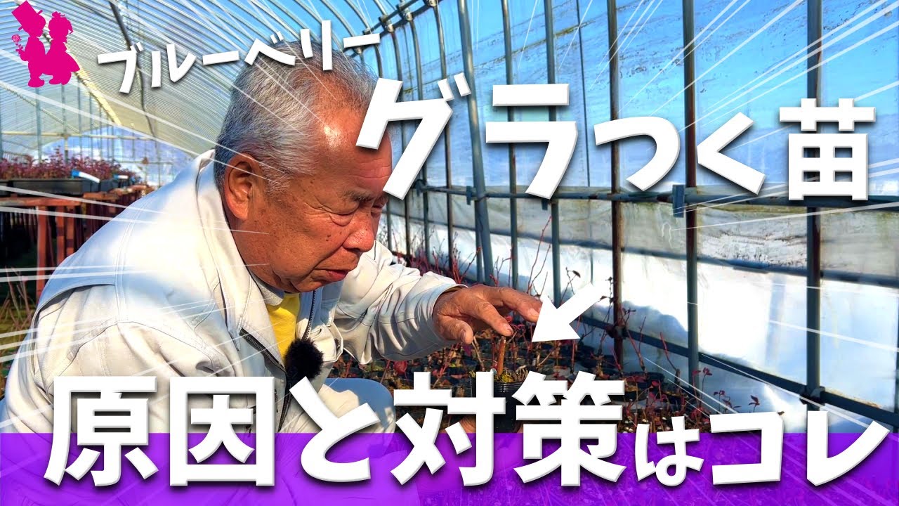 【放置はキケン？】ブルーベリーのグラつきはこの作業で改善できます！