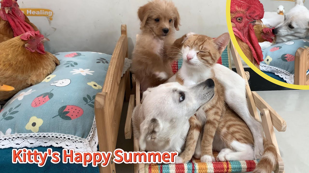 The hen fell in love with the puppy, and the rooster was furious! Everyone loved Kitty! So funny!