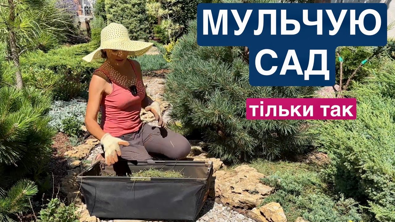 Як МУЛЬЧУЮ РОСЛИНИ. Переваги та мінуси мульчі. Кора, агротканина, бурʼян.