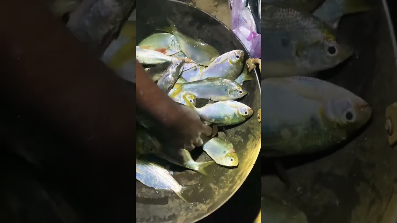 Big Mullet fish | Back Water River Fishing in Night Time || #trending #shorts #viral #hunting