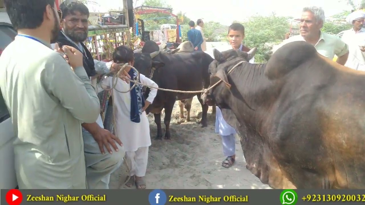 Maweeshi mandi Ahmadabad Mella Karak.