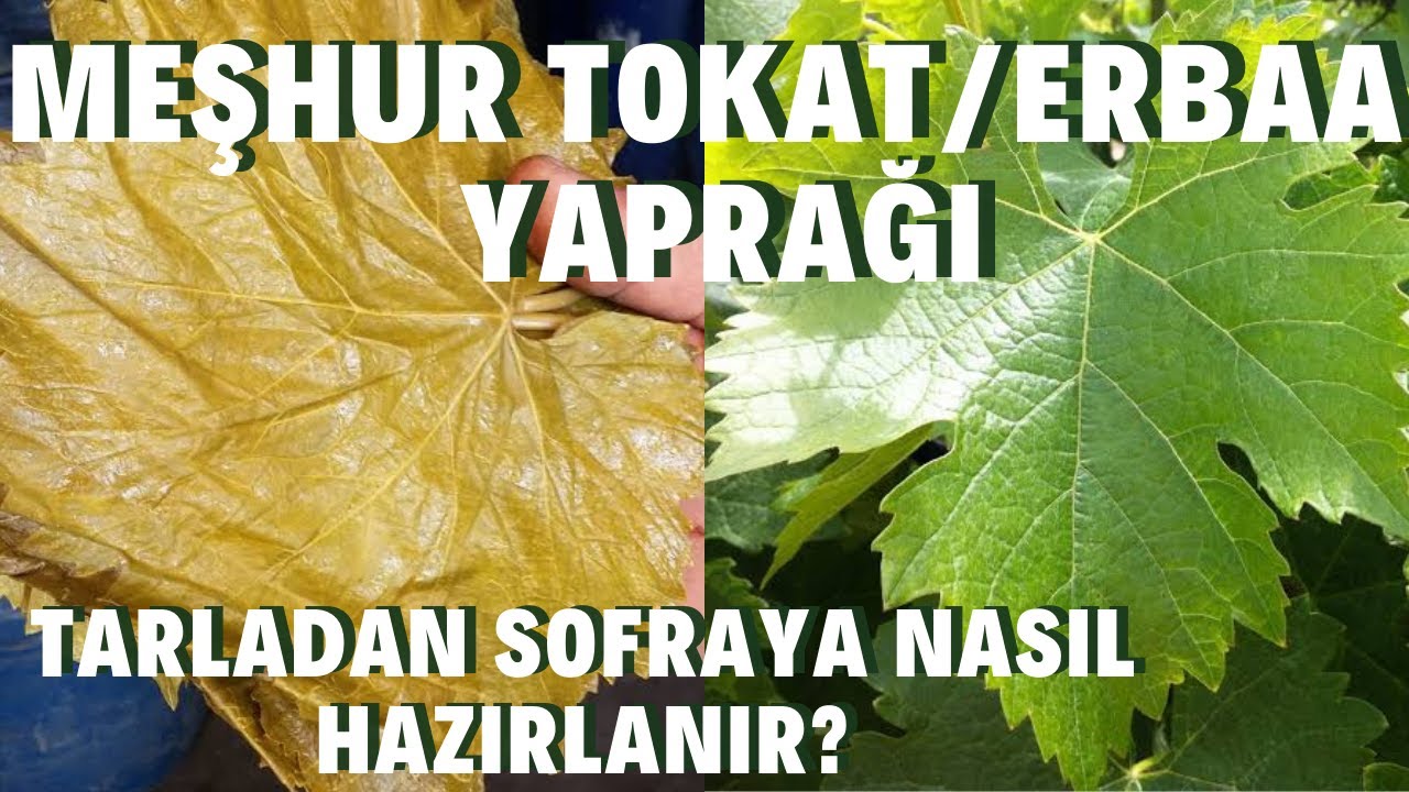 #Tokat #Erbaa Meşhur Tokat/Erbaa Yaprağı Tarladan Sofraya Nasıl Hazırlanır? (Salamura Yapmak)
