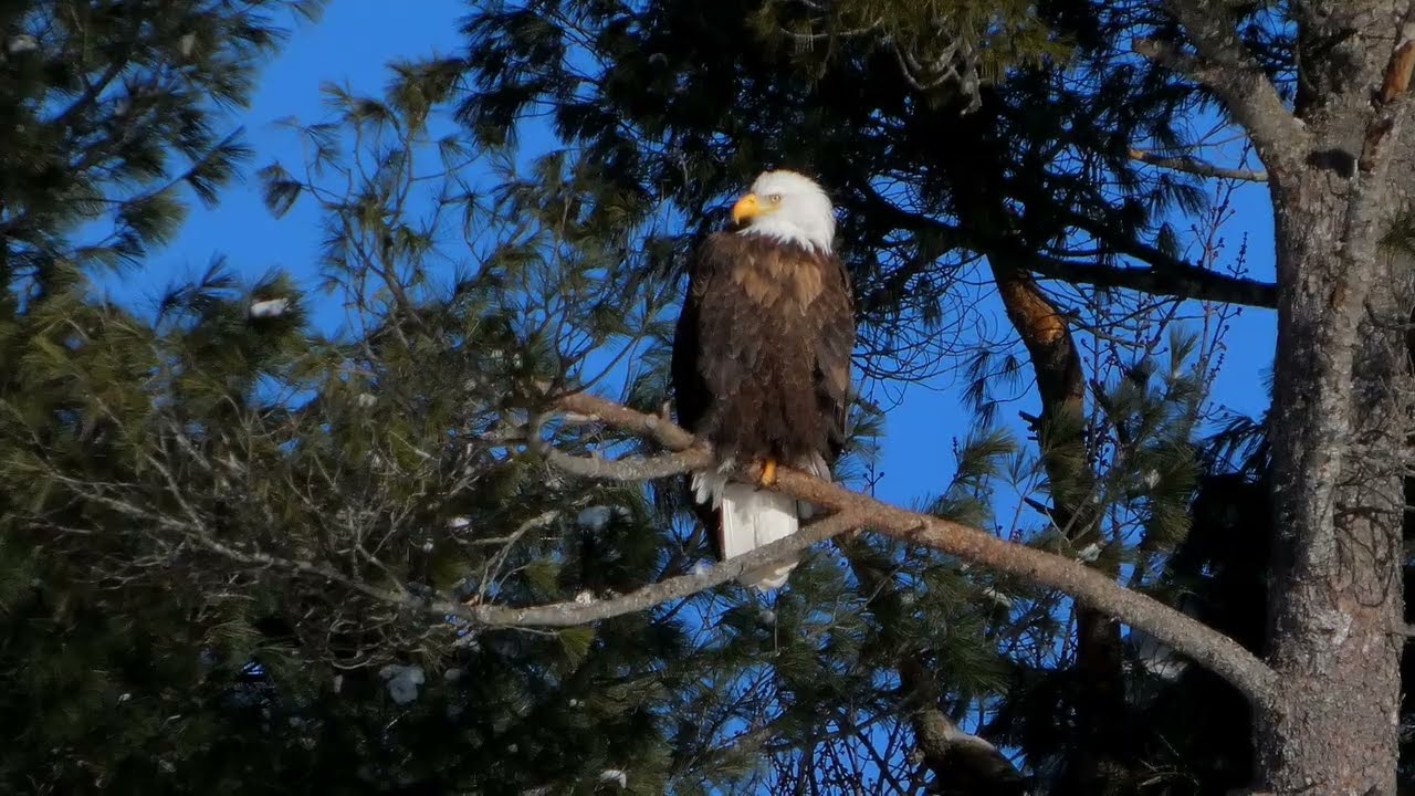 Winter Bald Eagles in the Pines   A Moment Between Ravens and Wind