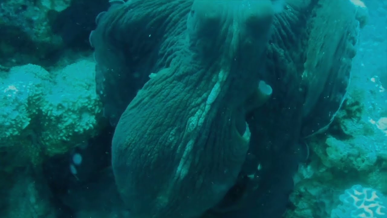 Diving in the Gulf of Aqaba
