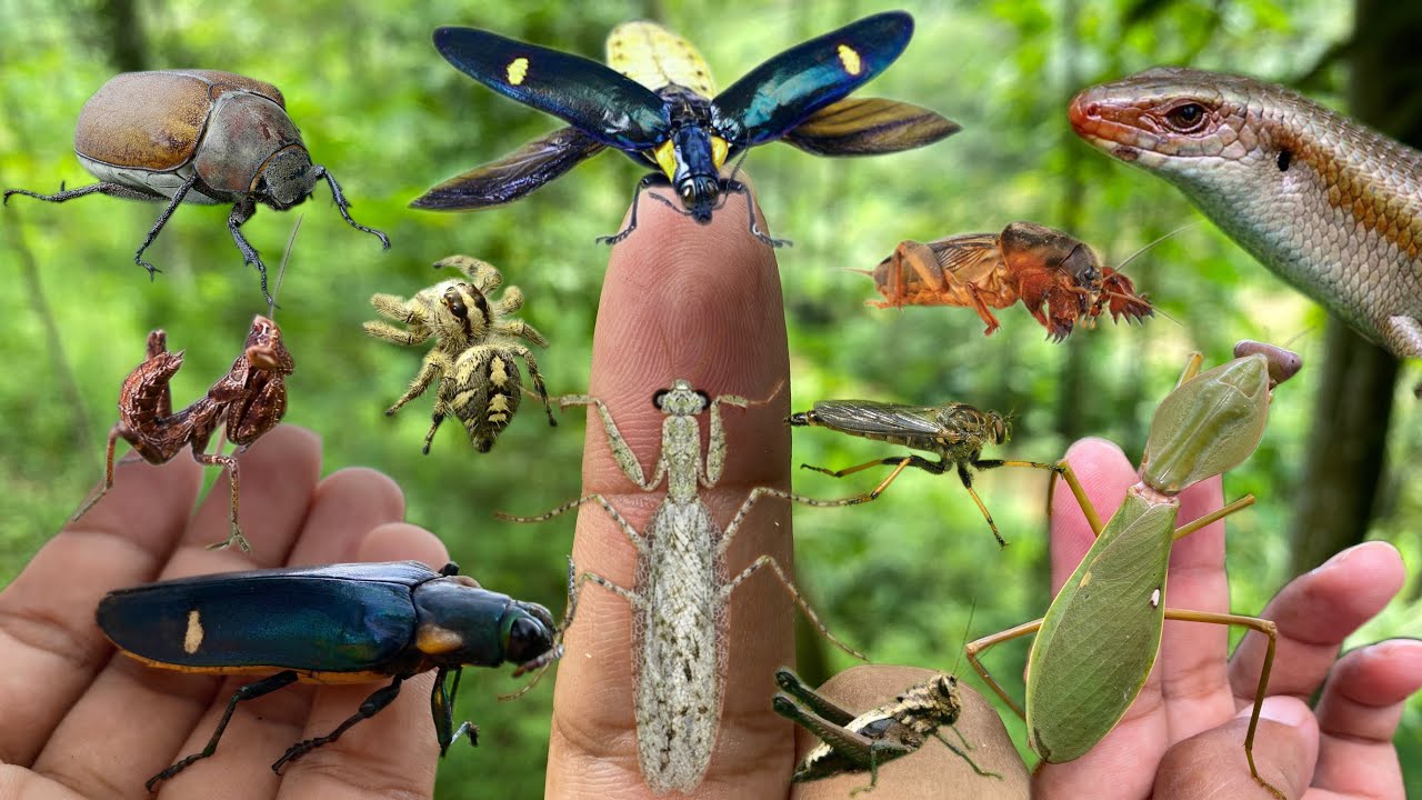 hunting for unique insects in nature|forest jewel beetles|praying mantises
