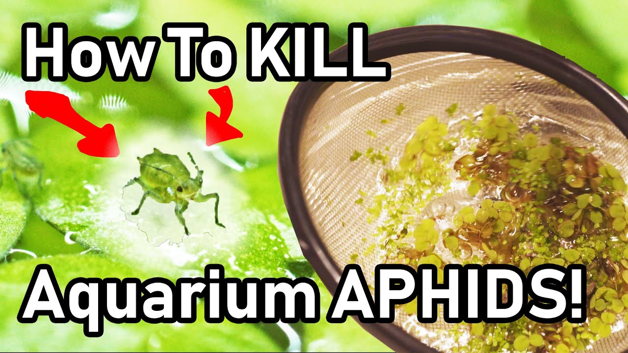 How To Kill Aphids On Your Floating Aquarium Plants