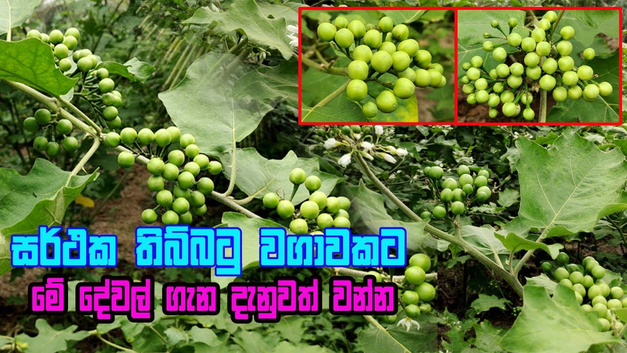 තිබ්බටු වගාවක් සඳහා අවශ්‍ය සම්පූර්ණ දැනුම | thibbatu wagawa | Tibbatu cultivation | thibbatu vagava