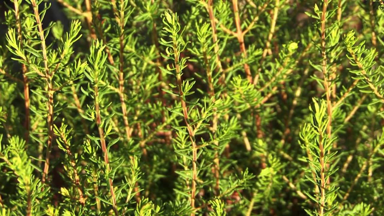 En HD, la flore du Rayol Canadel et du sud de la France