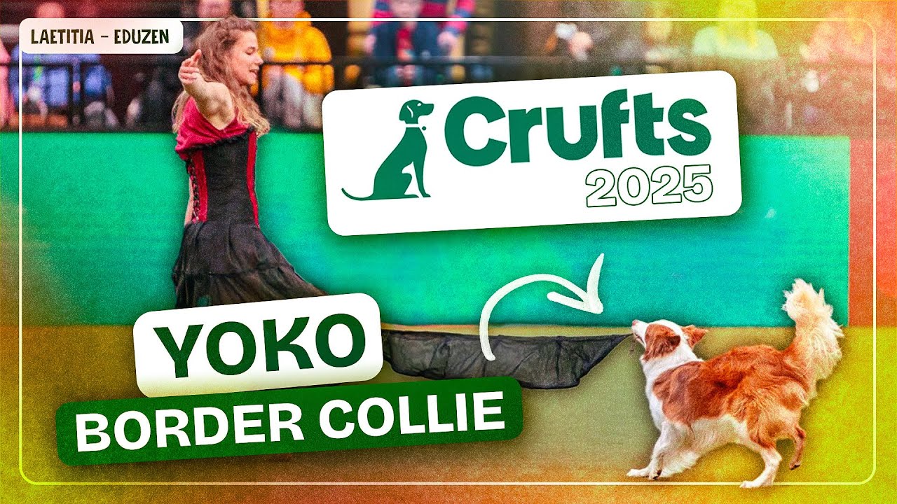 Laetitia & Yoko, Crufts 2025 - 3rd place 🏆 Quick change routine | Laetitia Gonnon - Eduzen
