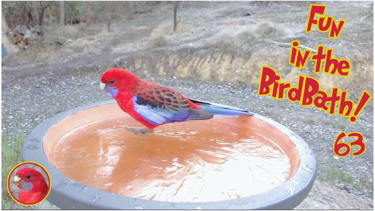 Fun in the Birdbath 63 - Ice Skating Birds!