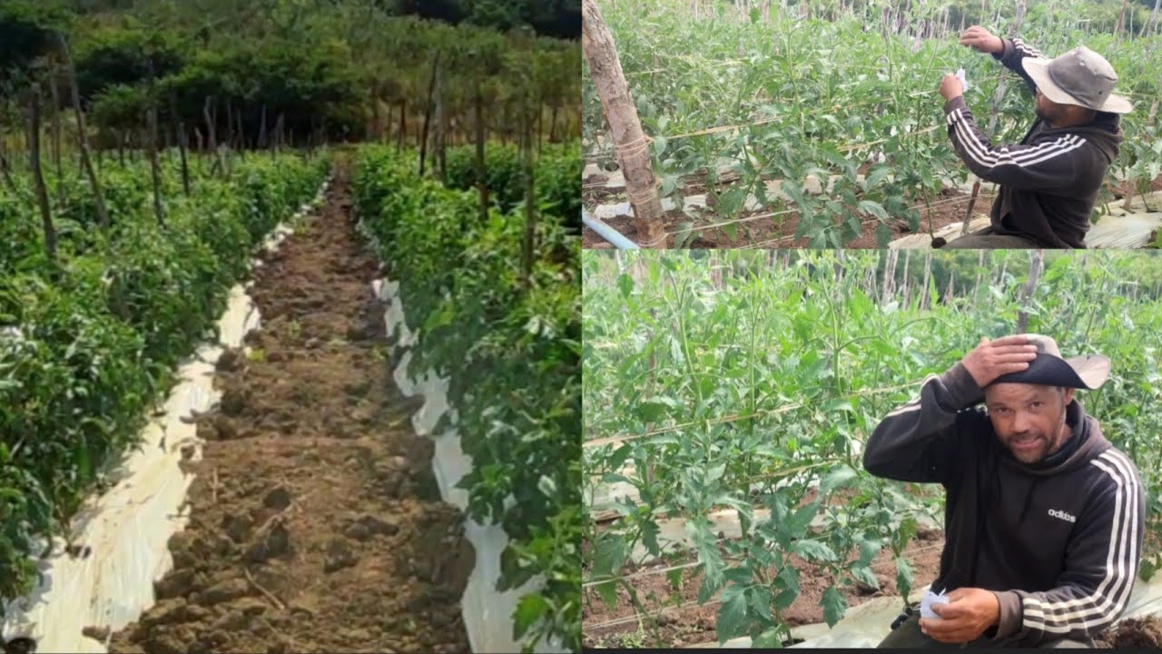 como fazer a desbrota no tomate indeterminado #tomate